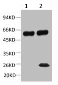 1) Input: Mouse Brain Tissue Lysate 2) IP product: IP dilute 1: 200 Western blot analysis: primary antibody : 1: 10000 Secondary antibody: Goat anti-Mouse IgG, Light chain specific (S003), 1: 5000