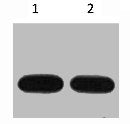 Western blot analysis of Avi-Recombinant protein, diluted at 1) 1:5000 2) 1:10000