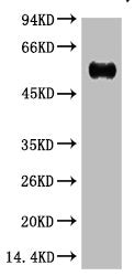 Western blot analysis of Reduced Rabbit IgG, H+L, diluted at 1:10000.