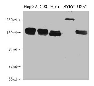 Western Blot Positive WB detected in: HepG2 whole cell lysate, 293 whole cell lysate, Hela whole cell lysate, SY5Y whole cell lysate, U251 whole cell lysate All lanes: ABCB1 antibody at 1:1000 Secondary Goat polyclonal to mouse IgG at 1/50000 dilu...