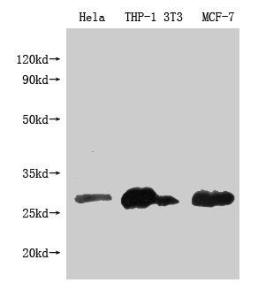 Western Blot Positive WB detected in: BCL2 antibody at 1:1000 Lane 1: Hela whole cell lysate Lane 2: THP-1 whole cell lysate Lane 3: NIH/3T3 whole cell lysate Lane 4: MCF-7 whole cell lysate Secondary Goat polyclonal to Mouse IgG at 1/20000 diluti...