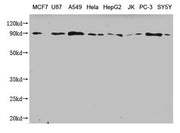 Western Blot Positive WB detected in: MCF7 whole cell lysate, U87 whole cell lysate, A549 whole cell lysate, Hela whole cell lysate, HepG2 whole cell lysate, JK whole cell lysate, PC-3 whole cell lysate, SY5Y whole cell lysate All lanes: CANX anti...