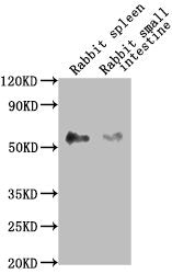 Western Blot Positive WB detected in: Rabbit spleen tissue, Rabbit small intestine tissue All lanes: CD14 antibody at 1:2500 Secondary Goat polyclonal to Mouse IgG at 1/10000 dilution Predicted band size: 41 kDa Observed band size: 55 kDa