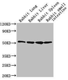 Western Blot Positive WB detected in: Rabbit lung tissue, Rabbit liver tissue, Rabbit spleen tissue, Rabbit small intestine tissue All lanes: CD14 antibody at 1:2500 Secondary Goat polyclonal to Mouse IgG at 1/10000 dilution Predicted band size: 4...