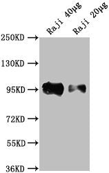 Western Blot Positive WB detected in: Raji whole cell lysate All lanes: CD19 antibody at 1:2000 Secondary Goat polyclonal to Mouse IgG at 1/10000 dilution Predicted band size: 61 kDa Observed band size: 95 kDa