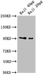Western Blot Positive WB detected in: Raji whole cell lysate All lanes: CD19 antibody at 1:2000 Secondary Goat polyclonal to Mouse IgG at 1/10000 dilution Predicted band size: 61 kDa Observed band size: 95 kDa