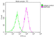 Overlay histogram showing Jurkat cells stained with CSB-MA004960A1m (red line) at 1:200. The cells were fixed in 4% formaldehyde and permeated by 0.2% TritonX-100. Then 10% normal goat serum was Incubated to block non-specific protein-protein inte...