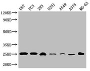 Western Blot Positive WB detected in: U87 whole cell lysate, PC3 whole cell lysate, 293 whole cell lysate, U251 whole cell lysate, A549 whole cell lysate, A375 whole cell lysate, MG-63 whole cell lysate All lanes CD9 antibody at 1:2000 Secondary G...