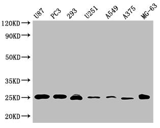 Western Blot Positive WB detected in: U87 whole cell lysate, PC3 whole cell lysate, 293 whole cell lysate, U251 whole cell lysate, A549 whole cell lysate, A375 whole cell lysate, MG-63 whole cell lysate All lanes CD9 antibody at 1:2000 Secondary G...