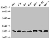 Western Blot Positive WB detected in: U87 whole cell lysate, PC-3 whole cell lysate, 293 whole cell lysate, U251 whole cell lysate, A549 whole cell lysate, MG-63 whole cell lysate, MCF-7 whole cell lysate All lanes CD9 antibody at 1:2000 Secondary...