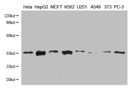 Western Blot Positive WB detected in: CYC1 antibody at 1:1000 Lane 1: Hela whole cell lysate Lane 2: HepG2 whole cell lysate Lane 3: MCF-7 whole cell lysate Lane 4: K562 whole cell lysate Lane 5: U251 whole cell lysate Lane 6: A549 whole cell lysa...