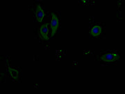 Immunofluorescence staining of A549 cells with CSB-MA007512PA981phHU at 1:100, counter-stained with DAPI. The cells were fixed in 4% formaldehyde and blocked in 10% normal Goat Serum. The cells were incubated with the antibody overnight at 4°C. Nu...