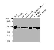Western Blot Positive WB detected in: K562 whole cell lysate, NIH/3T3 whole cell lysate, Rat Brain tissue, Mouse Brain tissue, Rabbit Skeletal Muscle tissue, Rat Kidney tissue, Rabbit Kidney tissue All lanes ENO1 antibody at 1:10000 Secondary Goat...