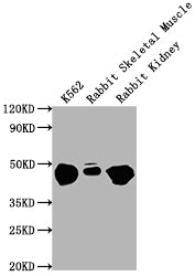 Western Blot Positive WB detected in: K562 whole cell lysate, Rabbit Skeletal Muscle tissue, Rabbit Kidney lysate All lanes ENO1 antibody at 1:10000 Secondary Goat polyclonal to mouse IgG at 0.261ug/ml Predicted band size: 47 KDa Observed band siz...