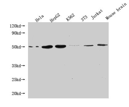 Western Blot Positive WB detected in: Hela whole cell lysate, HepG2 whole cell lysate, K562 whole cell lysate, 3T3 whole cell lysate, Jurkat whole cell lysate, Mouse brain tissue All lanes: FLOT1 antibody at 1:1000 Secondary Goat polyclonal to mou...