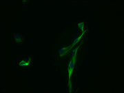 Immunofluorescence staining of U87 cells with CSB-MA009298A0m at 1:100, counter-stained with DAPI. The cells were fixed in 4% formaldehyde and blocked in 10% normal Goat Serum. The cells were incubated with the antibody overnight at 4°C. Nuclear D...