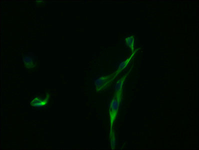 Immunofluorescence staining of U87 cells with CSB-MA009298A0m at 1:100, counter-stained with DAPI. The cells were fixed in 4% formaldehyde and blocked in 10% normal Goat Serum. The cells were incubated with the antibody overnight at 4°C. Nuclear D...