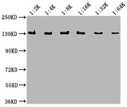 Western Blot Positive WB detected in Recombinant protein All lanes: lacZ antibody at 1:2000, 1:4000, 1:8000, 1:16000, 1:32000, 1:64000 Secondary Goat polyclonal to Mouse IgG at 1/50000 dilution Predicted band size: 117 kDa Observed band size: 130 kDa