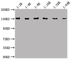 Western Blot Positive WB detected in Recombinant protein All lanes: lacZ antibody at 1:2000, 1:4000, 1:8000, 1:16000, 1:32000, 1:64000 Secondary Goat polyclonal to Mouse IgG at 1/50000 dilution Predicted band size: 117 kDa Observed band size: 130 kDa
