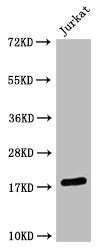 Western Blot Positive WB detected in: Jurkat whole cell lysate HistonC1 antibody at 1:1000 Secondary Goat polyclonal to mouse IgG at 1/50000 dilution Predicted band size: 15-25 KDa Observed band size: 15-25 KDa Exposure time：5min