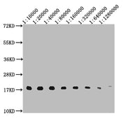 Western Blot Positive WB detected in: 10ug Hela whole cell lysate, HistoneH3 antibody at 1:10000, 1:20000, 1:40000, 1:80000, 1:160000, 1:320000, 1:640000, 1:1280000 Secondary Goat polyclonal to mouse IgG at 1/50000 dilution Predicted band size: 15...