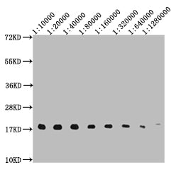 Western Blot Positive WB detected in: 10ug Hela whole cell lysate, HistoneH3 antibody at 1:10000, 1:20000, 1:40000, 1:80000, 1:160000, 1:320000, 1:640000, 1:1280000 Secondary Goat polyclonal to mouse IgG at 1/50000 dilution Predicted band size: 15...