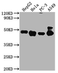 Western Blot Positive WB detected in: HepG2 whole cell lysate, Hela whole cell lysate, PC-3 whole cell lysate, A549 whole cell lysate All lanes PD-L2 antibody at 1:2000 Secondary Goat polyclonal to mouse IgG at 1/50000 dilution Predicted band size...