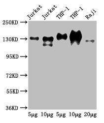 Western Blot Positive WB detected in: Jurkat whole cell lysate, THP-1 whole cell lysate, Raji whole cell lysate All lanes: CD31 antibody at 2.5µg/ml Secondary Goat polyclonal to Mouse IgG at 1/50000 dilution Predicted band size: 83, 81, 80, 82 kDa...