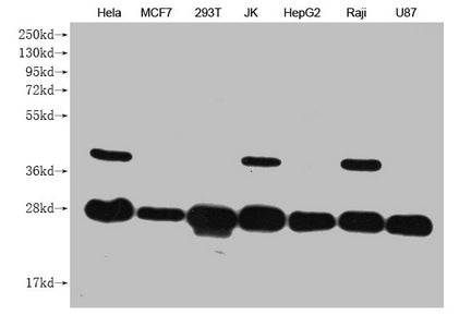 Western Blot Positive WB detected in: Hela whole cell lysate, MCF7 whole cell lysate, 293T whole cell lysate, JK whole cell lysate, HepG2 whole cell lysate, Raji whole cell lysate, U87 whole cell lysate All lanes: PRDX3 antibody at 1:1000 Secondar...