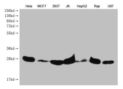 Western Blot Positive WB detected in: Hela whole cell lysate, MCF7 whole cell lysate, 293T whole cell lysate, JK whole cell lysate, HepG2 whole cell lysate, Raji whole cell lysate, U87 whole cell lysate All lanes: PRDX3 antibody at 1:1000 Secondar...