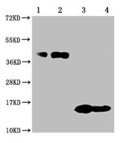 Western Blot Positive WB detected in: 1-2 lanes: 293F whole cell lysate transfected with BCMA; 3-4 lane: Recombinant proteins with BCMA All lanes: TNFRSF17 antibody at 1:1000 Secondary Goat polyclonal to mouse IgG at 1/50000 dilution Predicted ban...
