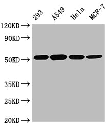 Western Blot Positive WB detected in: 293 whole cell lysate, A549 whole cell lysate, Hela whole cell lysate, MCF-7 whole cell lysate All lanes TUBB antibody at 1:5000 Secondary Goat polyclonal to mouse IgG at 1/50000 dilution Predicted band size:...