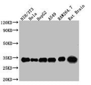 Western Blot Positive WB detected in: NIH/3T3 whole cell lysate, Hela whole cell lysate, HepG2 whole cell lysate, A549 whole cell lysate, RAW264.7 whole cell lysate, Rat Brain tissue All lanes YWHAZ antibody at 1:5000 Secondary Goat polyclonal to...