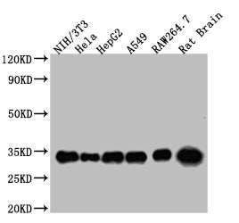 Western Blot Positive WB detected in: NIH/3T3 whole cell lysate, Hela whole cell lysate, HepG2 whole cell lysate, A549 whole cell lysate, RAW264.7 whole cell lysate, Rat Brain tissue All lanes YWHAZ antibody at 1:5000 Secondary Goat polyclonal to...