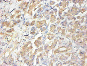 Immunohistochemical of paraffin-embedded human pancreas using CSB-MA058641A0m at dilution of 1:50