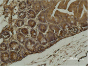 Immunohistochemical analysis of paraffin-embedded Mouse Cecal Tissue using α-SMA Monoclonal Antibody.