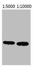 Western blot analysis of Recombinant ECFP Protein using ECFP Tag Monoclonal Antibody.
