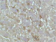 Immunohistochemical analysis of paraffin-embedded Rat Brain Tissue using GAP-43 Monoclonal Antibody.