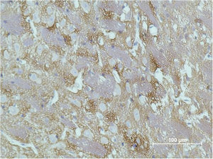 Immunohistochemical analysis of paraffin-embedded Rat Brain Tissue using GAP-43 Monoclonal Antibody.