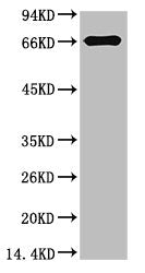 Western blot analysis of Bovine Serum Albumin using Bovine Serum Albumin Monoclonal Antibody.
