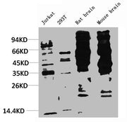Western blot analysis of 1) Jurkat, 2) 293T, 3) Rat Brain Tissue, 4) Mouse Brain Tissue with Phosphotyrosine Mouse mAb diluted at 1:2,000.