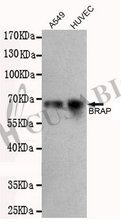 Western blot detection of BRAP in A549 and HUVEC cell lysates using BRAP antibody (1:500 diluted). Predicted band size: 67 kDa Observed band size: 67 kDa