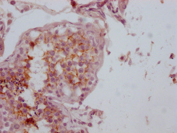 IHC image of CSB-MA153712 diluted at 1:100 and staining in paraffin-embedded human testis tissue performed on a Leica BondTM system. After dewaxing and hydration, antigen retrieval was mediated by high pressure in a citrate buffer (pH 6.0). Sectio...