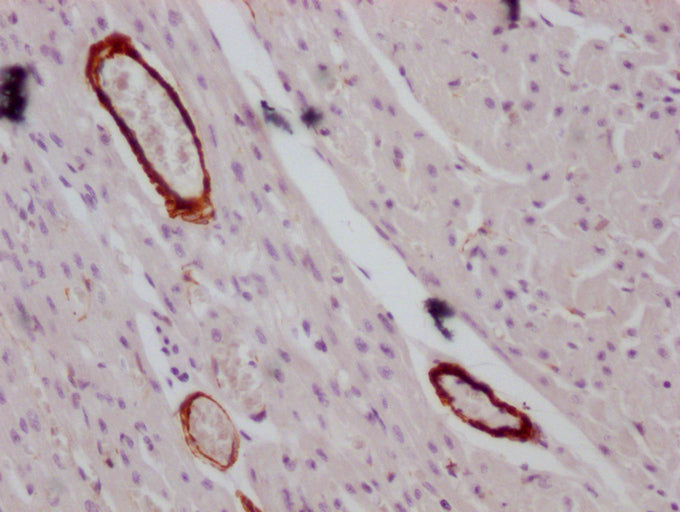 IHC image of CSB-MA166134 diluted at 1:100 and staining in paraffin-embedded human heart tissue performed on a Leica BondTM system. After dewaxing and hydration, antigen retrieval was mediated by high pressure in a citrate buffer (pH 6.0). Section...