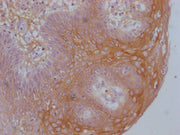 IHC image of CSB-MA192596 diluted at 1:100 and staining in paraffin-embedded human tonsil tissue performed on a Leica BondTM system. After dewaxing and hydration, antigen retrieval was mediated by high pressure in a citrate buffer (pH 6.0). Sectio...