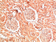 Immunohistochemical analysis of paraffin-embedded Human Kidney Tissue using Collagen IV Mouse mAb diluted at 1:200.