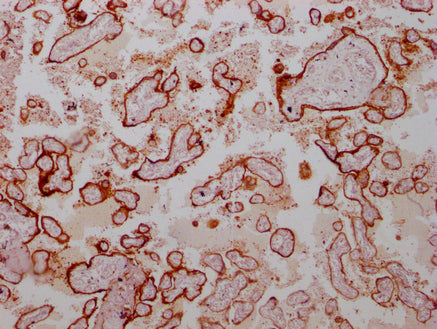 IHC image of CSB-MA219783 diluted at 1:100 and staining in paraffin-embedded human placenta tissue performed on a Leica BondTM system. After dewaxing and hydration, antigen retrieval was mediated by high pressure in a citrate buffer (pH 6.0). Sect...