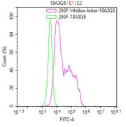 Untransfected HEK-293F cells (green line) and transfected scFv-based Anti-CD19 CAR containing a Whitlow/218 linker stable cells (red line) were stained with anti-Whitlow linker FITC-Conjugated antibody (2µg/1*106cells).