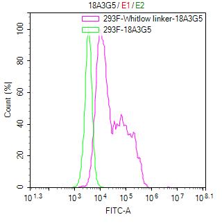 Untransfected HEK-293F cells (green line) and transfected scFv-based Anti-CD19 CAR containing a Whitlow/218 linker stable cells (red line) were stained with anti-Whitlow linker FITC-Conjugated antibody (2µg/1*106cells).