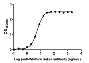 The Binding Activity of Whitlow linker with Anti-Whitlow linker antibody Activity: Measured by its binding ability in a functional ELISA. Immobilized scFv-based Anti-CD19 CAR recombinant antibody at 2 ug/mL can bind Anti-Whitlow linker antibody. T...